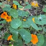 Tropaeolum minus Habit