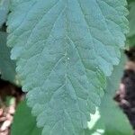 Teucrium vesicarium Blatt