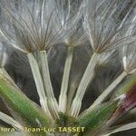Podospermum laciniatum Fruit