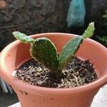 Opuntia ficus-indicaЛіст