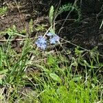 Myosotis alpestrisFleur