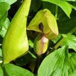 Arum italicum x Arum maculatum Flor