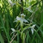 Platanthera bifoliaFlower