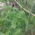 Campsis radicans Leaf