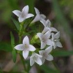 Stenaria nigricans Fleur