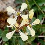 Eruca vesicaria Fleur