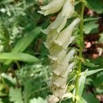 Digitalis lutea Blüte