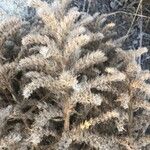 Echium asperrimum Fruit