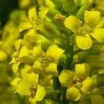 Brassica rapa Flower