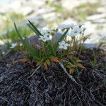 Androsace obtusifolia Likasa
