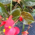 Begonia cucullata花