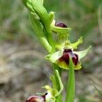 Ophrys aranifera 花