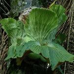 Platycerium elephantotis Other