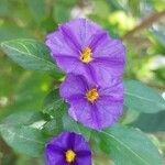 Solanum laciniatum Flors