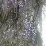 Wisteria sinensis Buveinė