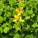 Vigna luteola Frukto