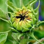 Helianthus annuus Cvet