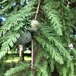 Taxodium distichumFeuille