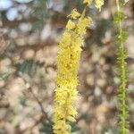 Prosopis cineraria Blomma