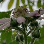 Rubus scaber Flower