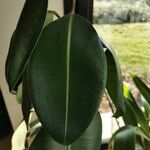 Ficus elastica List