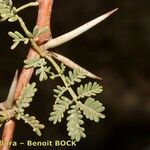 Acacia raddiana മറ്റ്