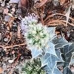 Eryngium maritimumപുഷ്പം