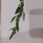 Chenopodium albumMeyve