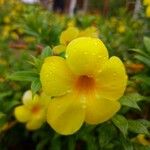 Allamanda catharticaFlower