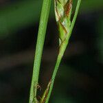 Carex distachya Fruit