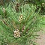 Pinus heldreichii Leaf