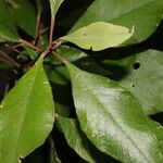 Quadrella morenoi Hoja