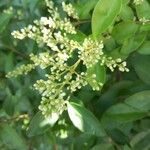 Ligustrum vulgareപുഷ്പം