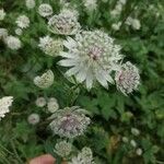 Astrantia majorFlower