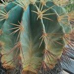 Ferocactus glaucescens Foglia