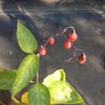 Solanum dulcamara Frutto