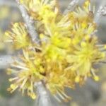 Forestiera pubescens Λουλούδι