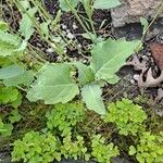 Brassica rapa Leaf