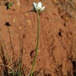 Cyperus niveus Λουλούδι