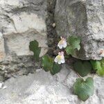 Cymbalaria muralis Flower