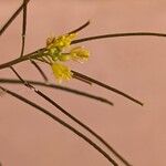 Sisymbrium irio Flower