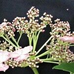 Hydrangea peruviana 其他
