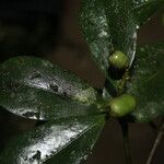 Clusia croatii Leaf