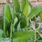 Kalanchoe laetivirens برگ