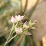 Polystachya cultriformis Çiçek