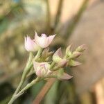 Polystachya cultriformis Цвят