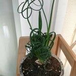 Albuca spiralis Folha