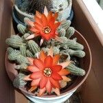 Echinopsis chamaecereusFlor