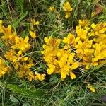 Cytisus galianoi Flower