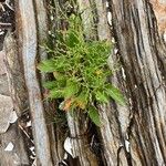 Limonium carolinianum Цвят